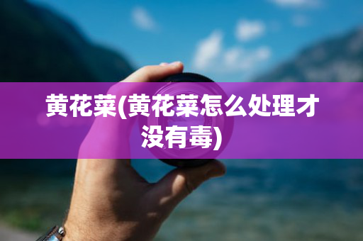 黄花菜(黄花菜怎么处理才没有毒)