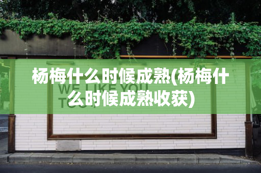 杨梅什么时候成熟(杨梅什么时候成熟收获)