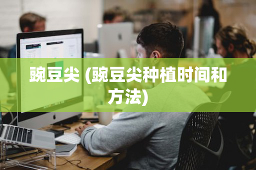 豌豆尖 (豌豆尖种植时间和方法)