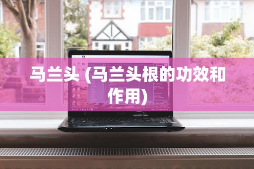 马兰头 (马兰头根的功效和作用)