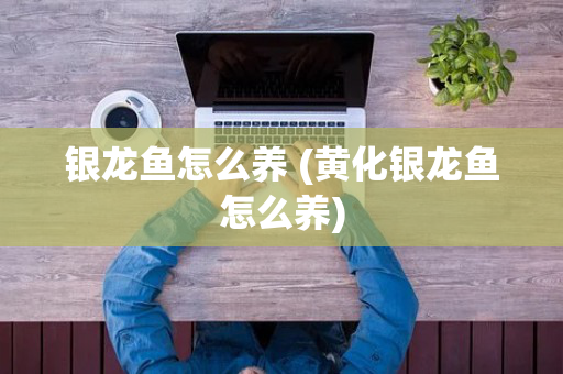 银龙鱼怎么养 (黄化银龙鱼怎么养)