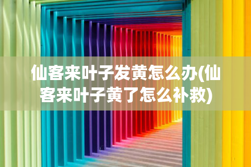 仙客来叶子发黄怎么办(仙客来叶子黄了怎么补救)