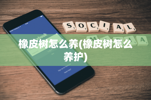橡皮树怎么养(橡皮树怎么养护)
